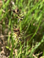 Luzula subsessilis