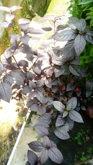 Iresine diffusa herbstii