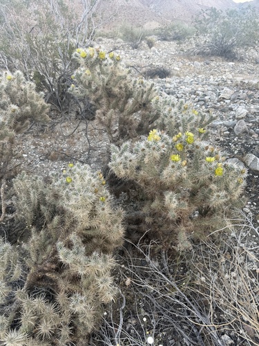 iNaturalist observation photo of Silver Cholla