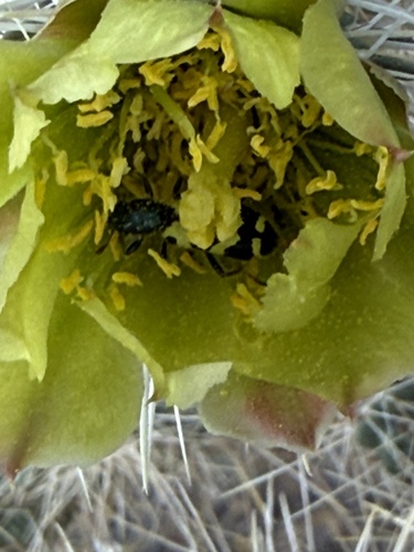 iNaturalist observation photo of Ornate Checkered Beetle