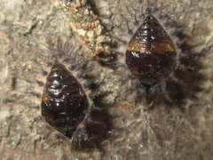 Chilocorus kuwanae