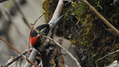 Dryobates villosus harrisi