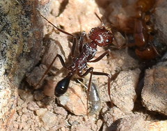 Ocymyrmex barbiger