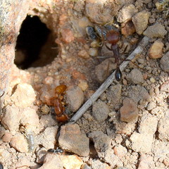 Ocymyrmex barbiger