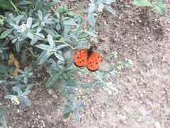 Acraea neobule neobule