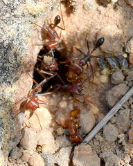 Ocymyrmex barbiger
