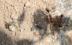 Ocymyrmex barbiger