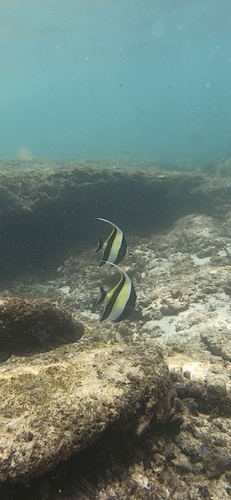 Zanclus cornutus