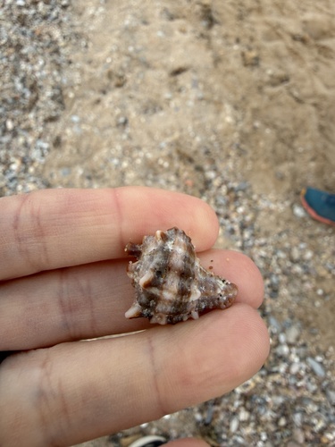 Hexaplex trunculus