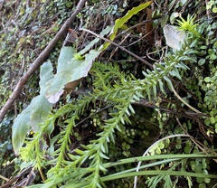 Phlegmariurus varius