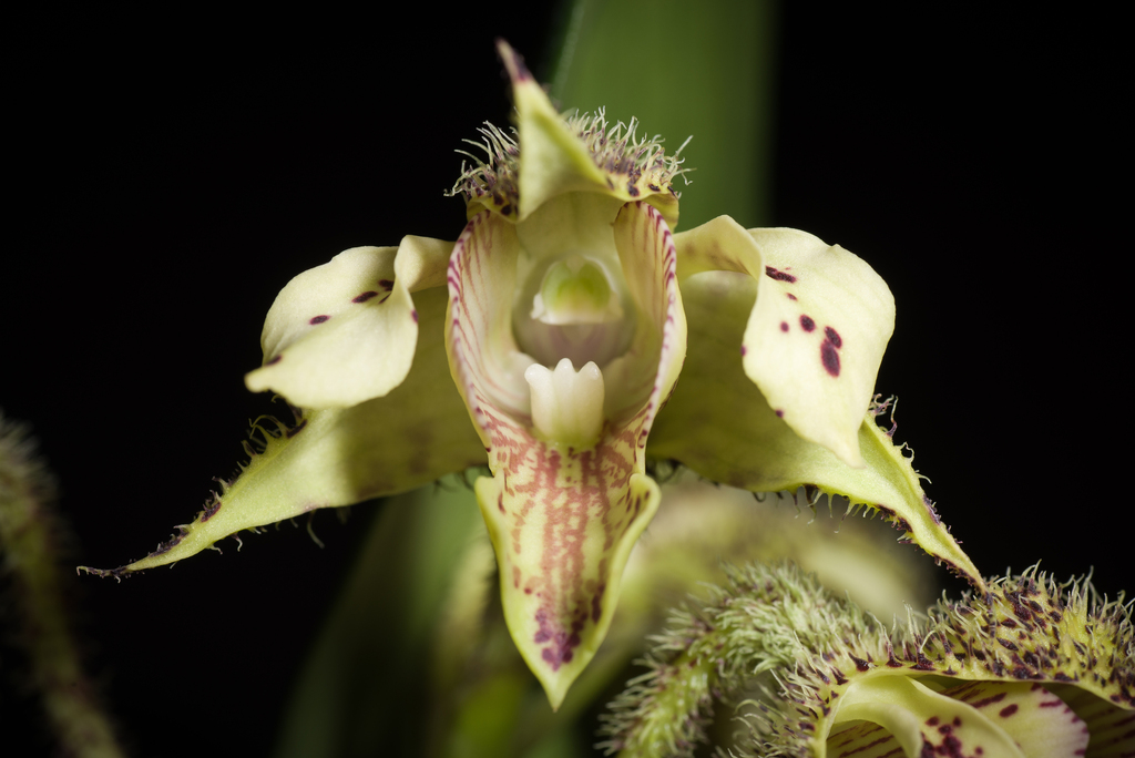 Dendrobium finisterrae