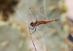 Tramea darwini