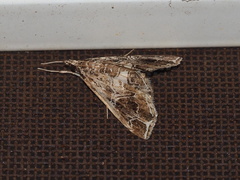 Paracymoriza vagalis