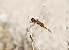 Tramea darwini