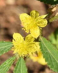 Corchorus asplenifolius