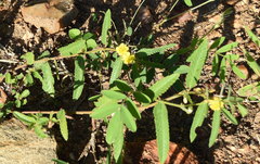Corchorus asplenifolius