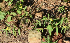 Corchorus asplenifolius