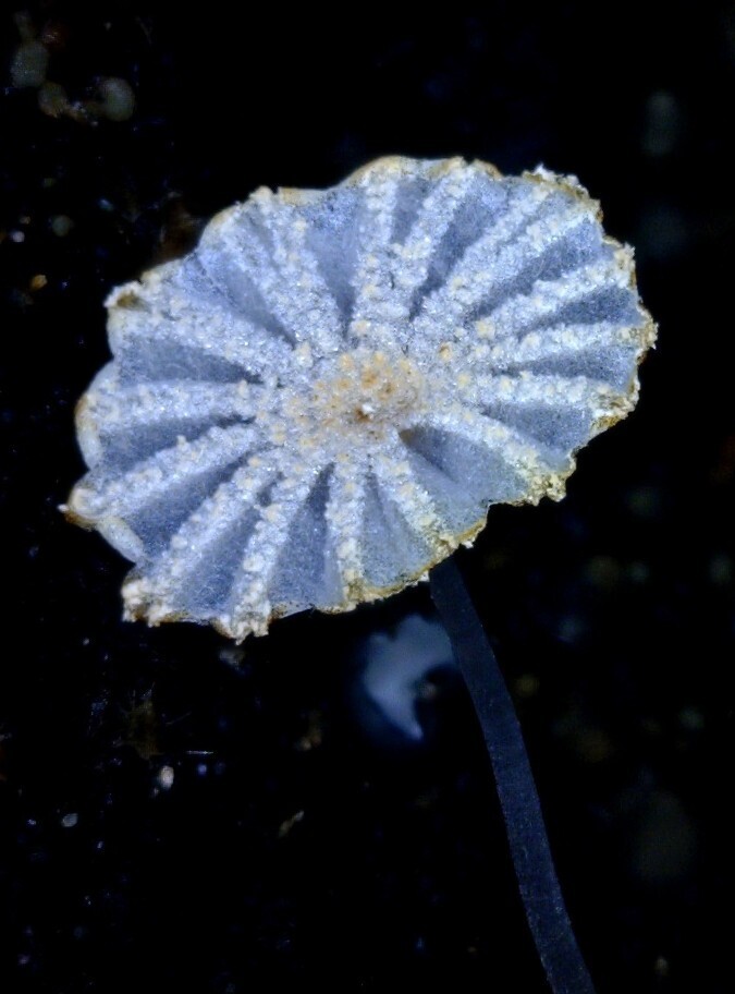 Narcissea cordispora · February 2026 · photo: © zedt (iNaturalist, cc-by)
