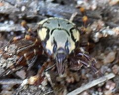 Amblyomma hebraeum