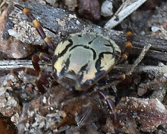 Amblyomma hebraeum