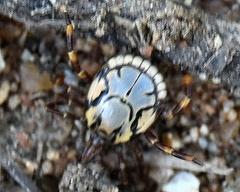 Amblyomma hebraeum