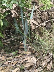 Dianella prunina