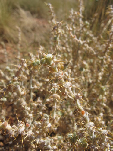 Cartwheel Burr (Sclerolaena cornishiana)