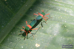 Paryphes