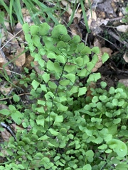 Adiantum jordanii image