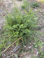 Achillea millefolium