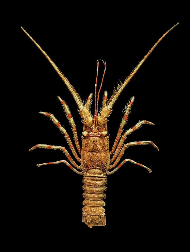 Palinustus waguensis
