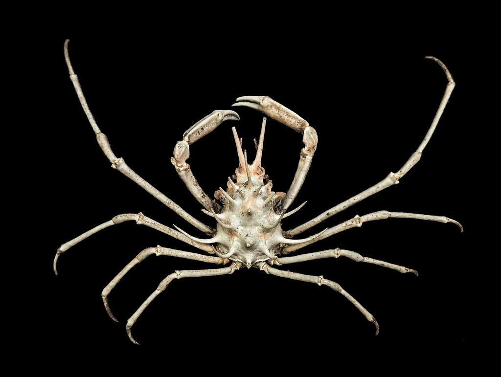 Samadinia