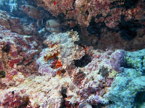 Scorpaenopsis cacopsis observed 2026-03-08