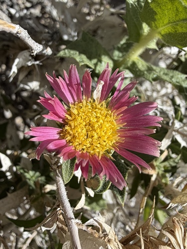 Panamint desert-aster (Xylorhiza panamintensis)