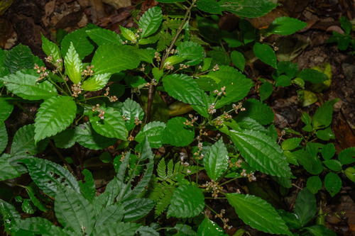 Pilea brevicornuta observed 2026-03-07
