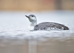 Red-Throated Loon photo 6