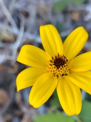 Heliopsis helianthoides var. scabra (Heliopsis anomala)