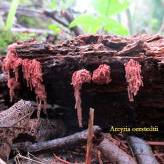 Arcyria oerstedii