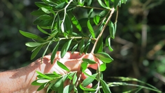 Diospyros dichrophylla