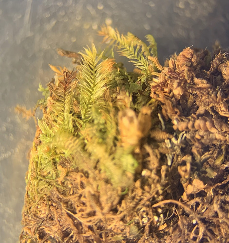 Rhizogonium pennatum observed 2026-02-21