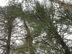 Pinus strobus