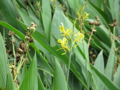 Canna glauca