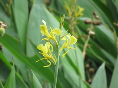 Canna glauca