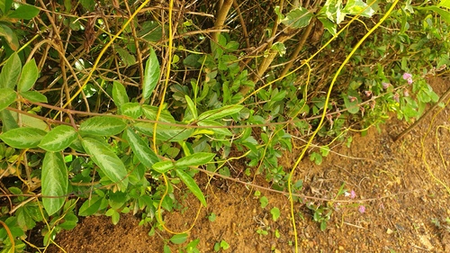 creeping beggarweed