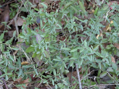 Sierra milkwort (Rhinotropis cornuta)