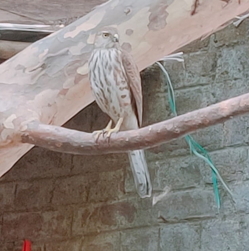 Shikra