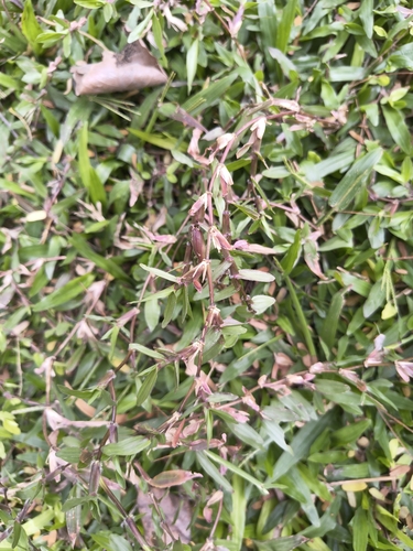 Foto de Grama-missioneira