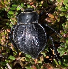 Nyctelia multicristrata