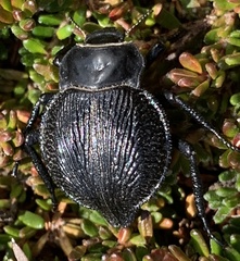 Nyctelia multicristrata