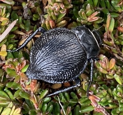 Nyctelia multicristrata